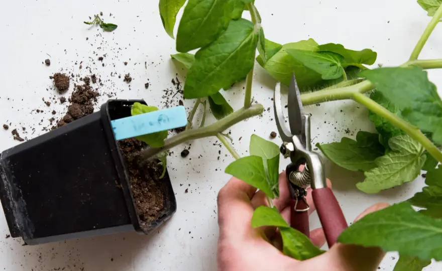 Vattna tomatplantor rätt - så undviker du spruckna frukter