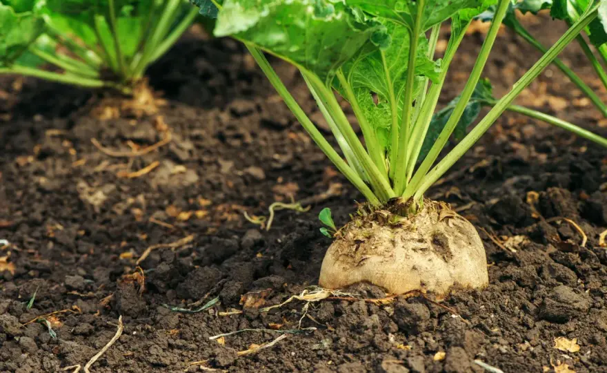 Semina della barbabietola da zucchero senza errori