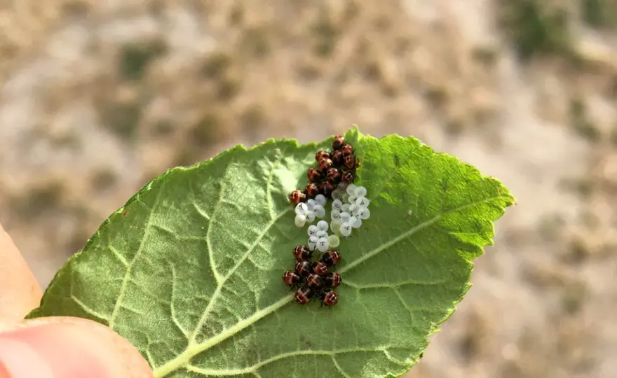 Uova di cimice verde, come riconoscerle e cosa fare
