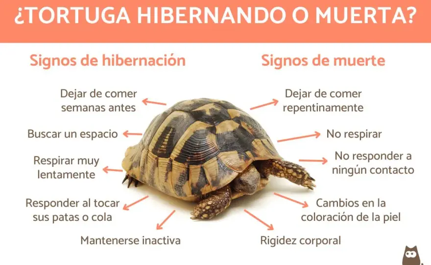¿Tu tortuga hiberna? - Distingue brumación de enfermedad
