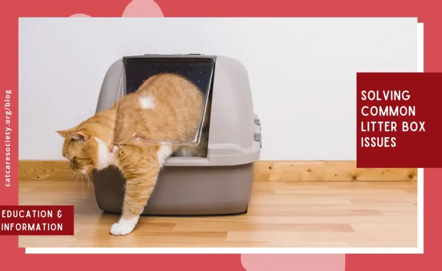 Cat Litter Box Habits - Why Cats Use It & How to Fix Problems