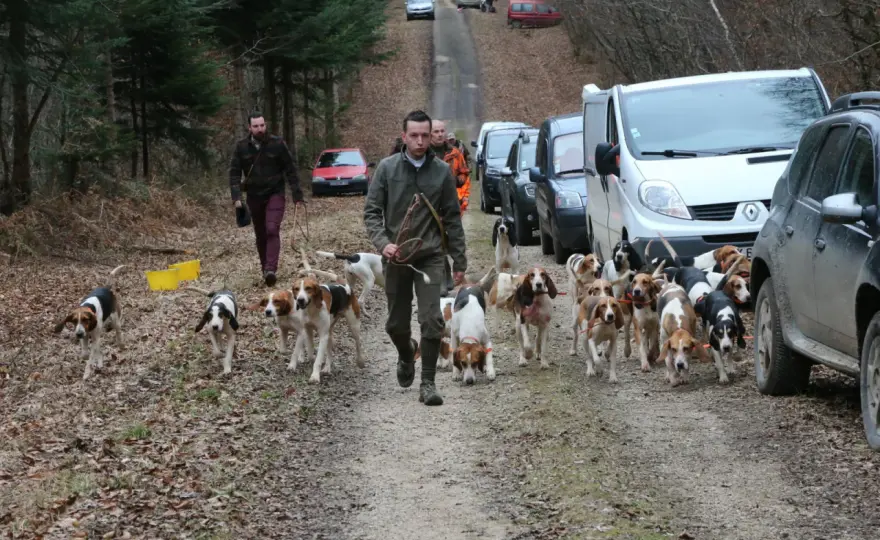 Chasse au lièvre - Maîtrisez le terrain, le matériel et la loi