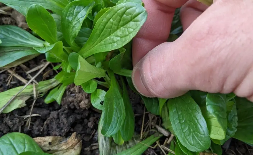 Semer la mâche au bon moment pour récolter jusqu’au printemps
