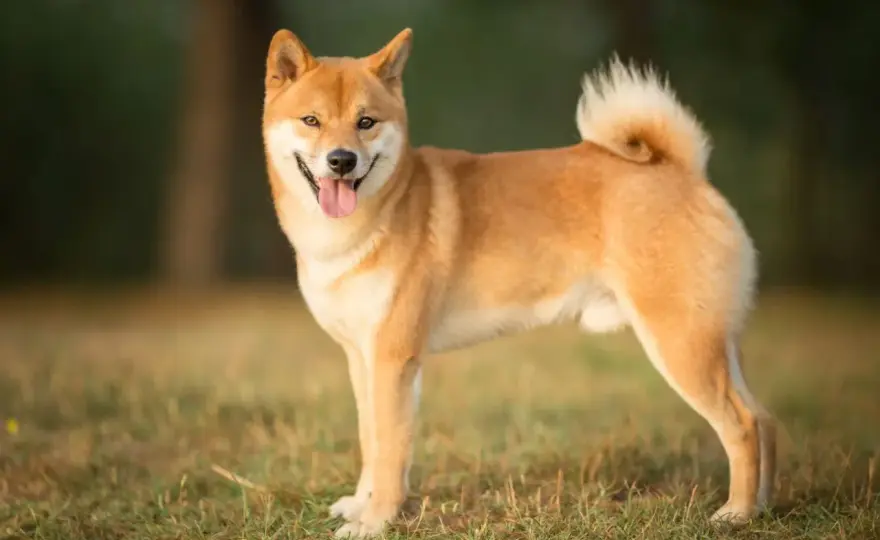 Shiba Inu verstehen - Charakter, Haltung und Kosten