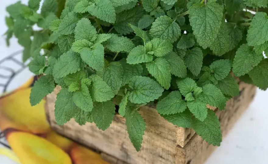 Melisse oder Minze? Der große Vergleich für Tee & Garten