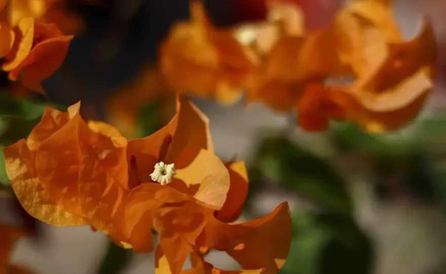 Bougainvillier - Le secret d'une floraison éclatante toute l'année
