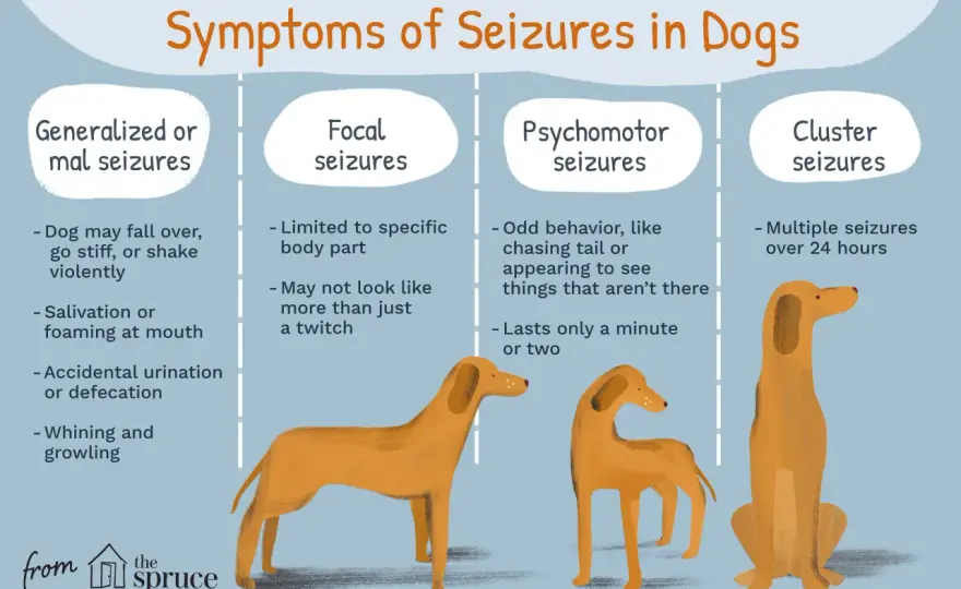 Dog Epilepsy - Causes, Seizures, & Treatment Explained