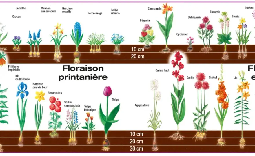 Quels bulbes planter au printemps pour fleurir en été ?