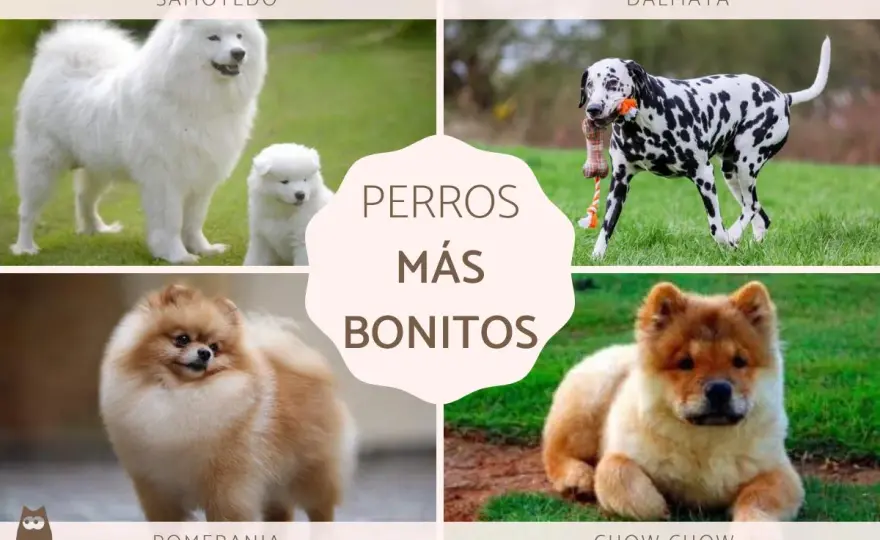 Perro más bonito del mundo - ¿Cuál es? Guía completa