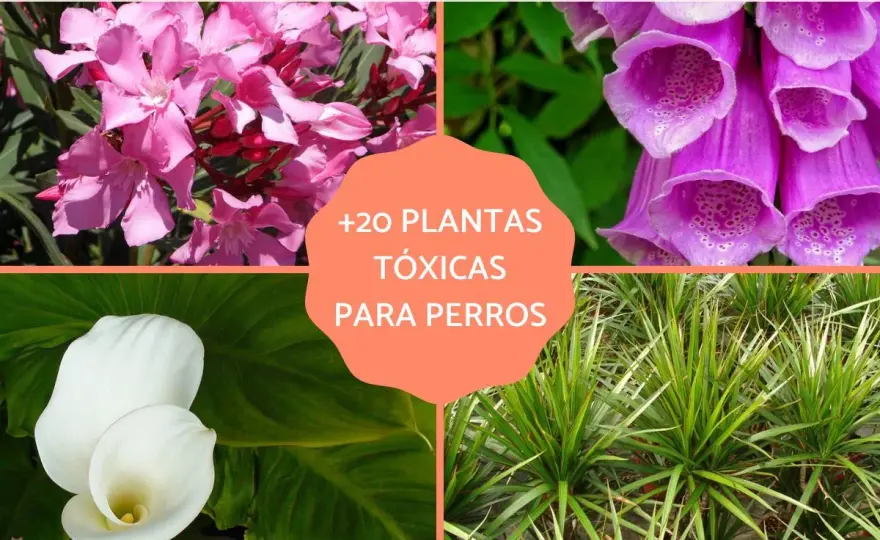 Plantas tóxicas para perros - Protege a tu mascota en casa