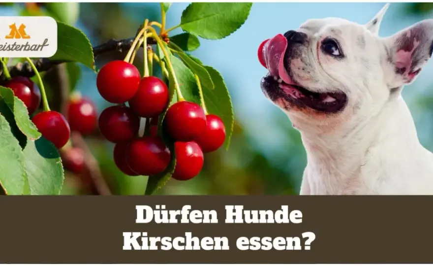 Kirschen beim Hund - wann Kerne zum Risiko werden