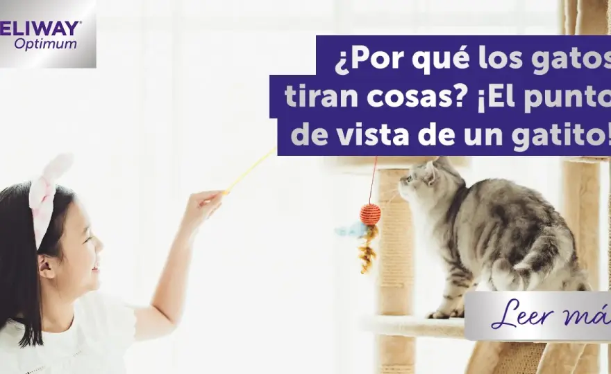 ¿Gato tira cosas? Por qué lo hace y cómo evitarlo