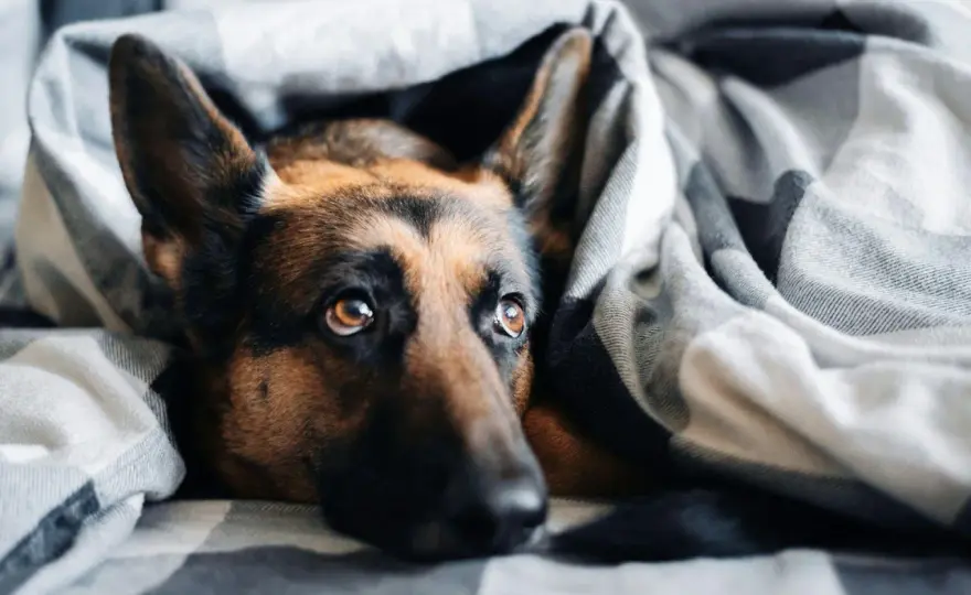 Pies szybko oddycha? Kiedy to norma, a kiedy alarm