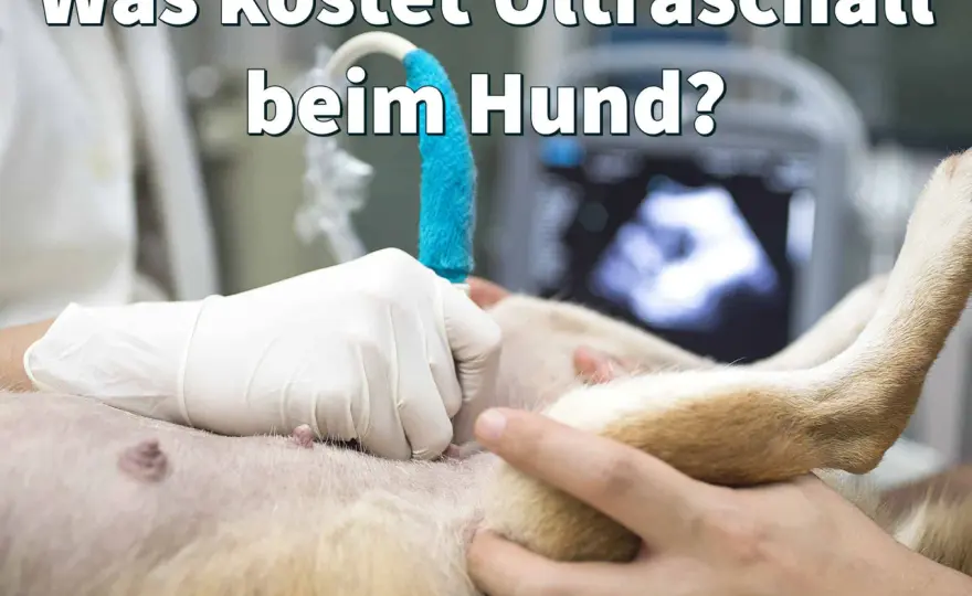 Ultraschall beim Hund - was die Untersuchung wirklich kostet