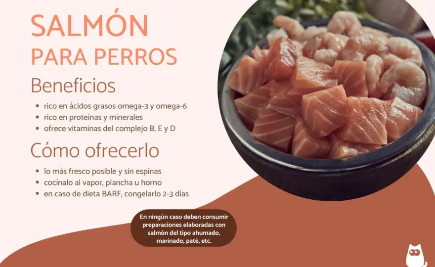 ¿Salmón para perros? Guía segura para tu mascota