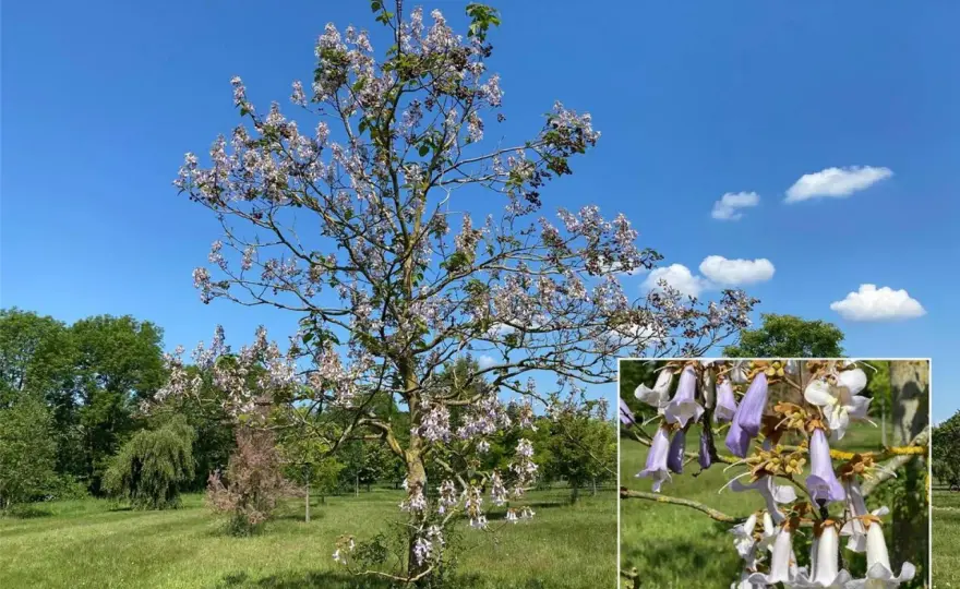 Blauglockenbaum pflanzen? Recht, Steuer & Risiken verstehen