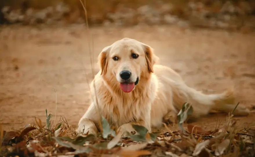 Golden retriever - charakter, potrzeby i koszty. Czy dasz sobie radę?