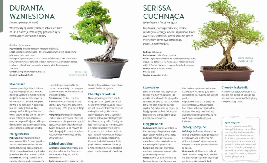 Pielęgnacja bonsai - Kompletny przewodnik dla zdrowego drzewka