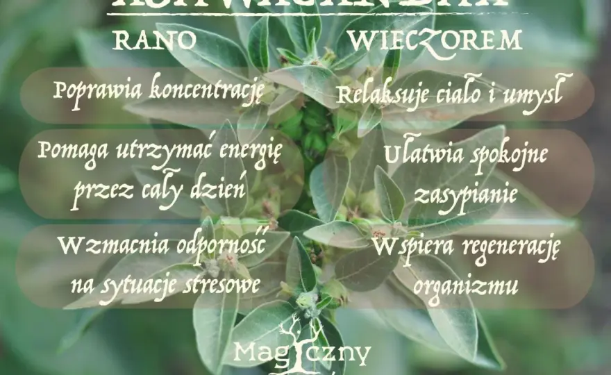 Ashwagandha rano czy na noc? Wybierz porę pod swój cel