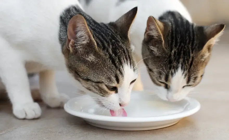 Dürfen Katzen Milch trinken? Was wirklich gut verträglich ist
