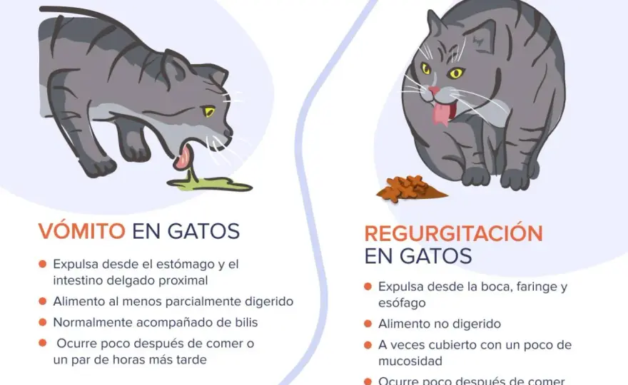 Mi gato vomita pienso entero - ¿Regurgitación o vómito?