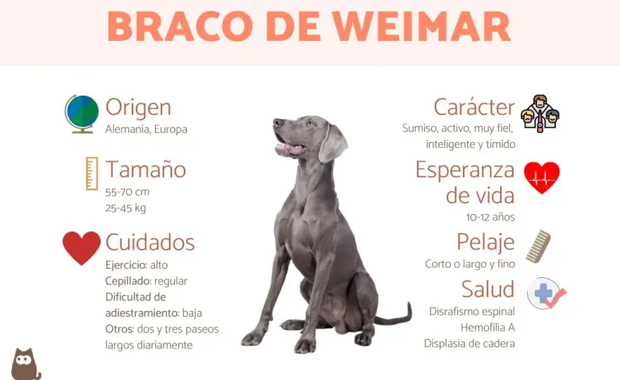 Braco de Weimar - ¿Es el perro ideal para ti?