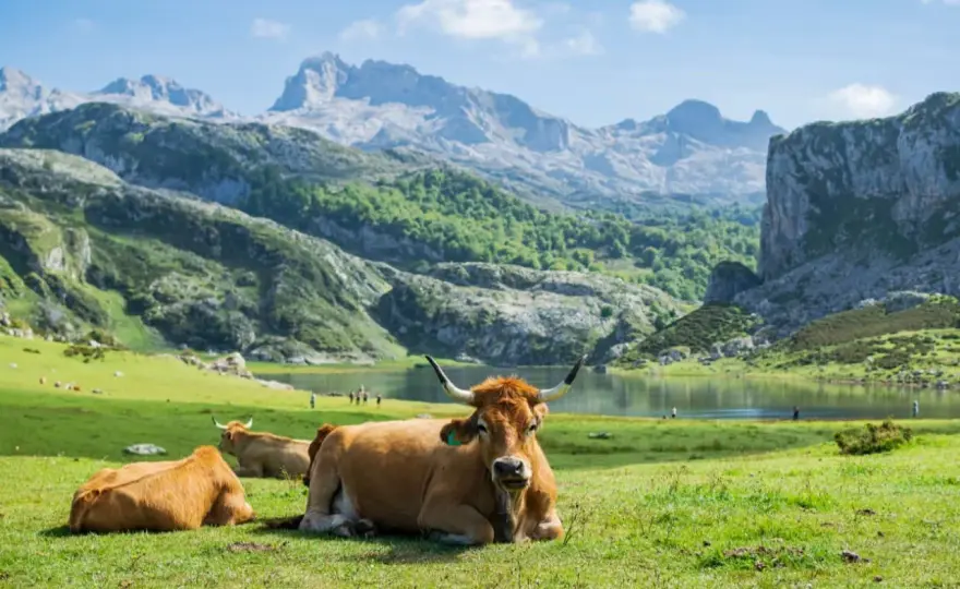 Picos de Europa - Evita errores y disfruta al máximo tu visita