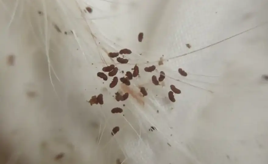 Odchody pcheł u psa - jak je rozpoznać i co zrobić?