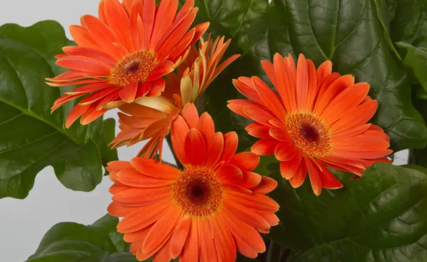 Gerbera doniczkowa - Pielęgnacja, by kwitła cały rok!