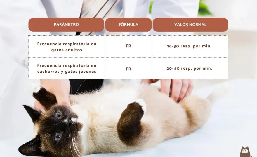 Gato respira fuerte - ¿Normal o urgencia veterinaria?