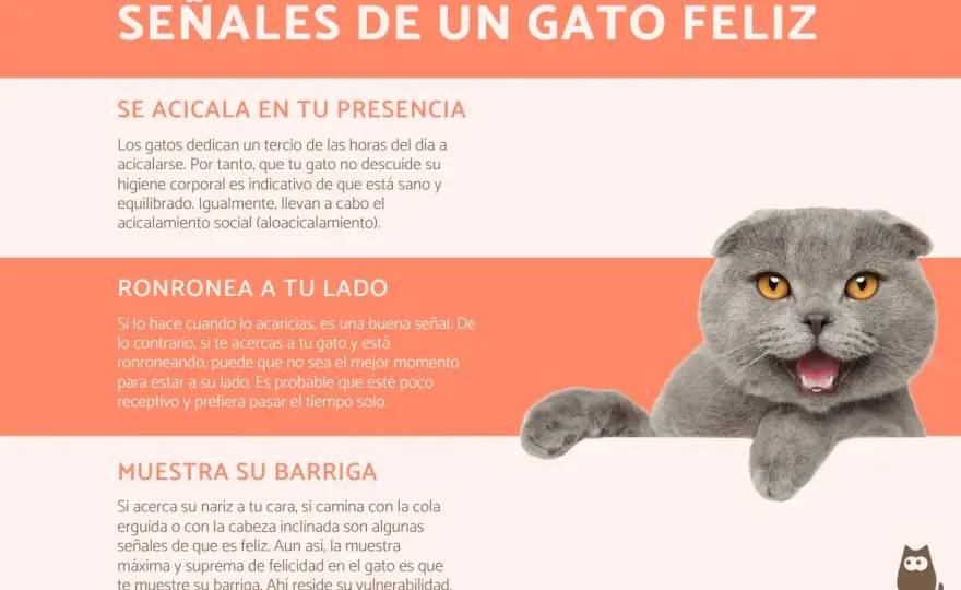¿Tu gato está solo y feliz? Descubre cómo saberlo y qué hacer
