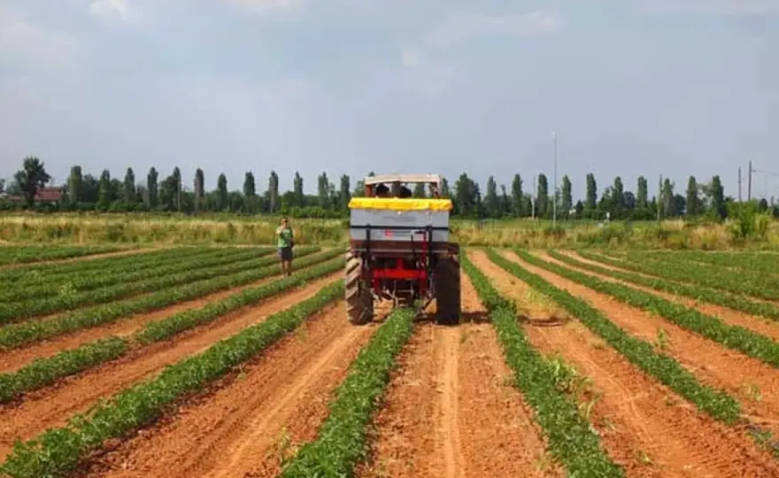 Concimazione del pomodoro - dosi, tempi e irrigazione