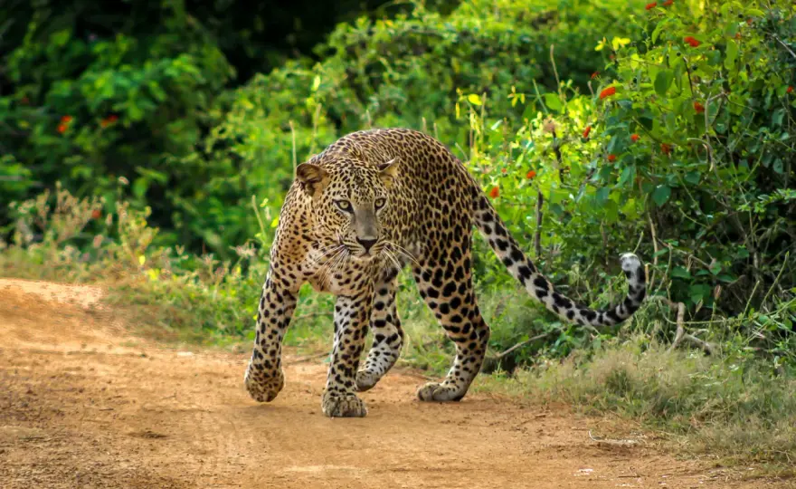 Yala Nationalpark - So planst du die perfekte Safari