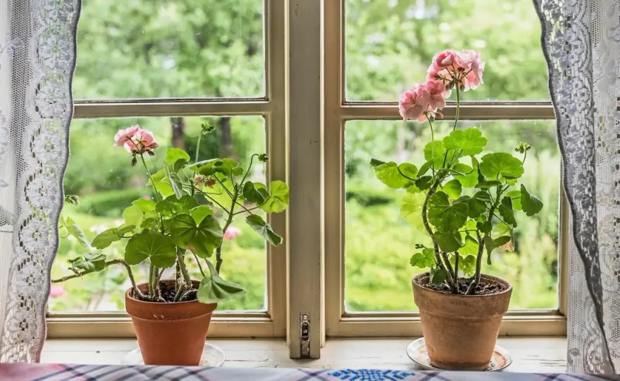 Gammaldags pelargoner - Skötsel, sorter & vintagekänsla