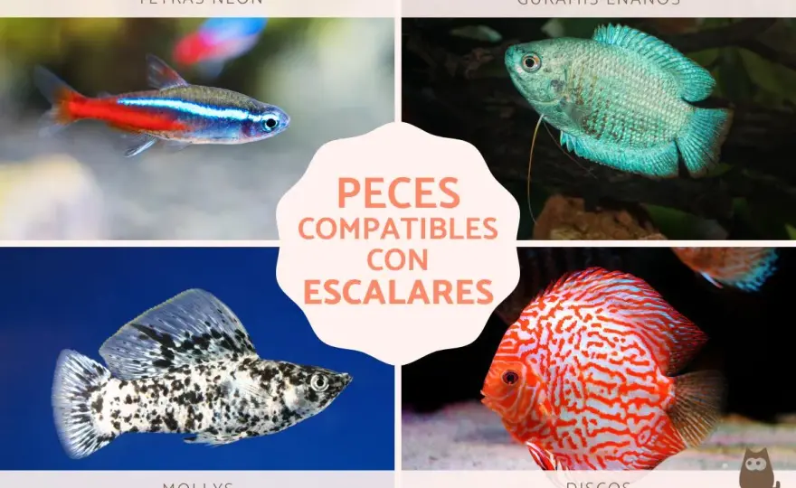 Peces compatibles con escalares - Acuario ideal sin conflictos