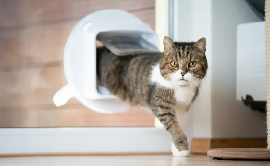Katzenklappe einbauen - Tipps zu Ort, Kosten und Abdichtung