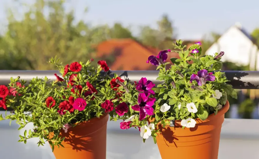 Sommerblumen für den Ziergarten - Arten, Pflege und Kombinationen