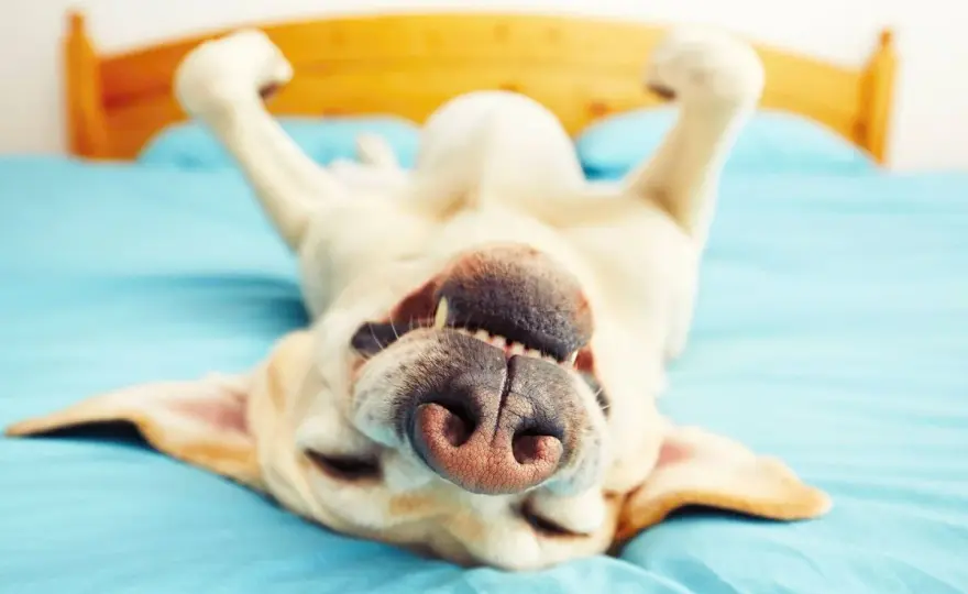 Mi perro mueve las patas al dormir - ¿Qué significa?