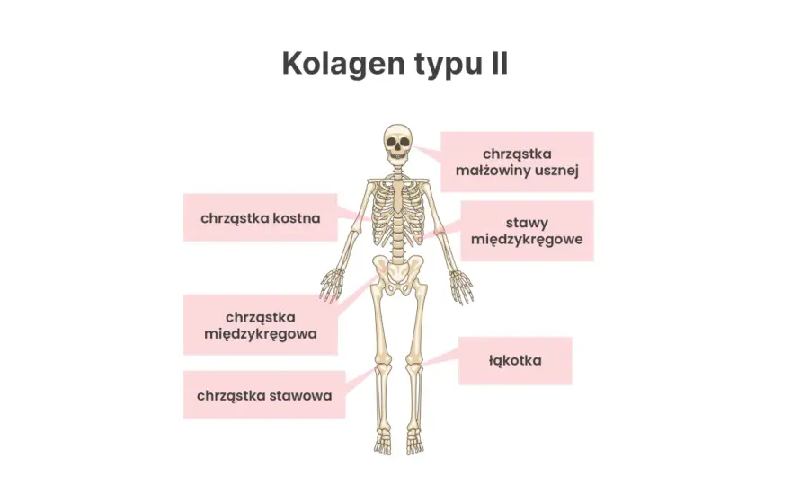 Kolagen typu II - gdzie występuje i jak wybrać?