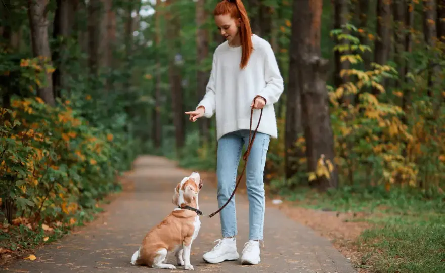 Pies ciągnie na smyczy? Naucz go luźnej smyczy!