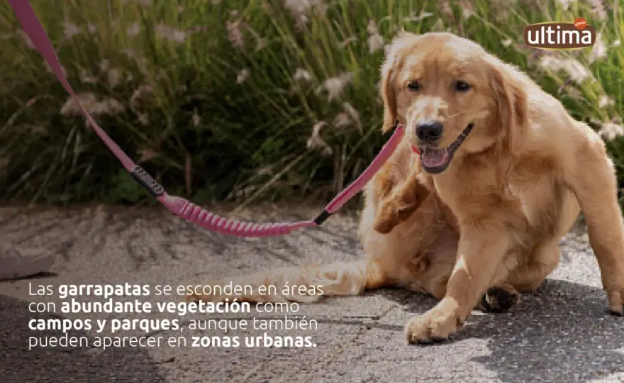 Garrapatas en perros - Guía completa para detectar y prevenir