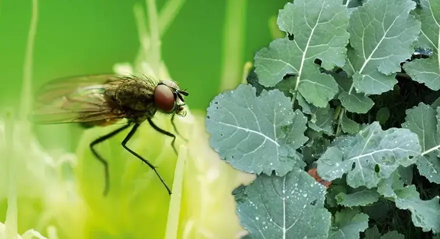 Skuteczne zwalczanie szkodników w rzepaku: metody i porady