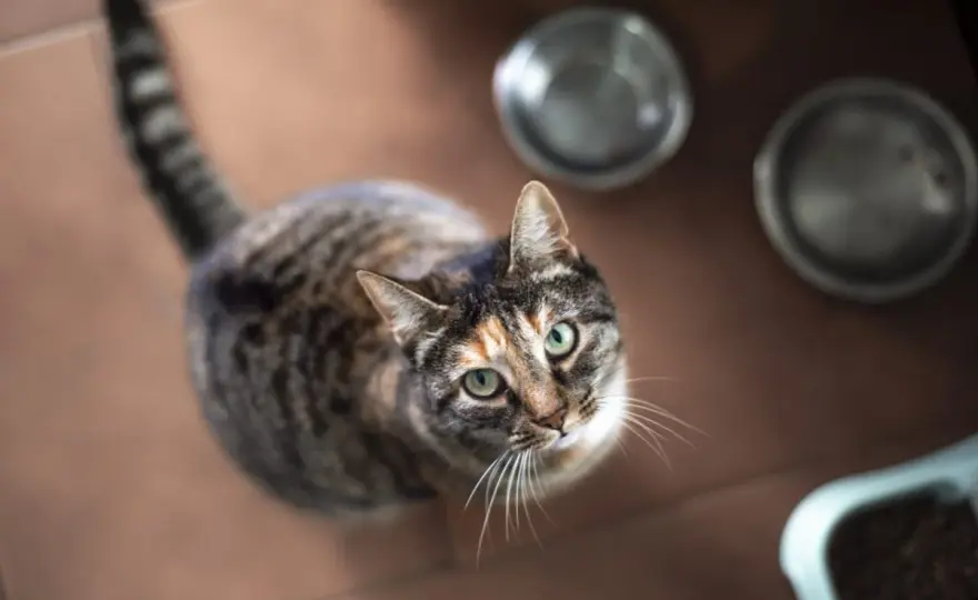 Cat Food Recall Guide: Check Your Bag, Protect Your Cat