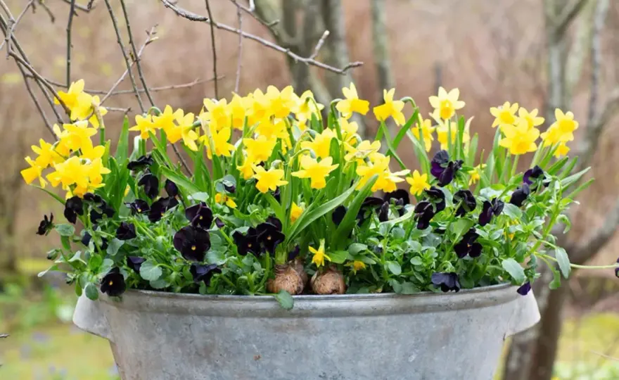 Påskliljor i kruka ute - Så lyckas du med vårblomningen!