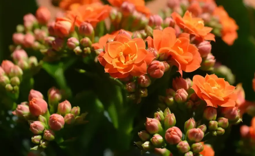 Kalanchoe po przekwitnięciu - przycięcie i powrót do kwitnienia