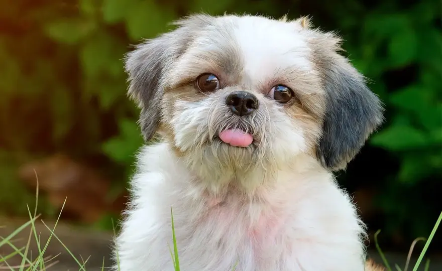 Shih Tzu - Caractère, Soins & Santé. Adoptez-le sereinement !