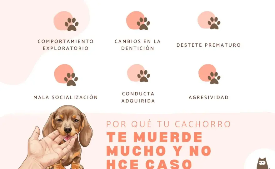 Mi cachorro muerde mucho - Soluciones sin castigo