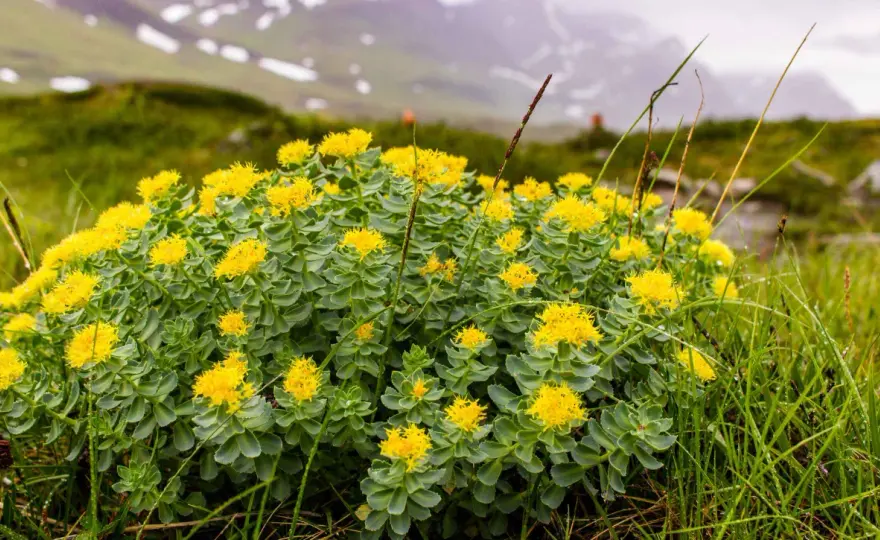 Rhodiola - Quando assumerla? Guida completa per massimizzare i benefici