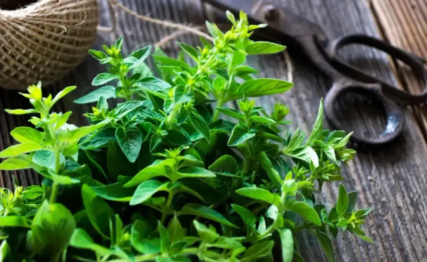 Oregano - Jak rozpoznać prawdziwe? Uniknij pomyłek!