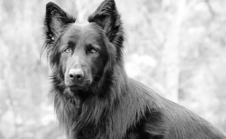 Blue bay shepherd - Wilczy wygląd i łagodny charakter? Poznaj fakty
